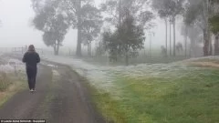 洪水过后 百万蜘蛛“从天而降”