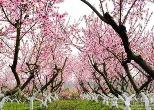 离成都仅2小时车程,这里竟藏着个小桃源!(图10) 离成都仅2小时车程,这里竟藏着个小桃源!(图10)