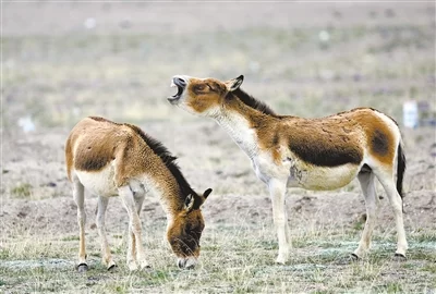 可可西里的“绿色畅想”(图4) 可可西里的“绿色畅想”(图4)