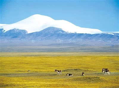 可可西里的“绿色畅想”(图1) 可可西里的“绿色畅想”(图1)