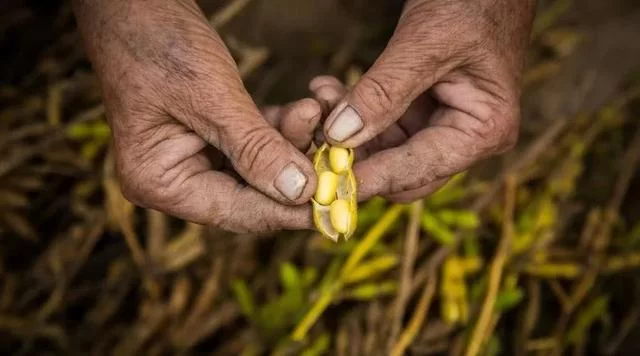 乡村振兴,振兴的都是什么?看了这篇文章你就会懂了!(图4) 乡村振兴,振兴的都是什么?看了这篇文章你就会懂了!(图4)