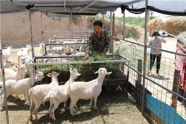 陕西榆阳:创新机制抓脱贫 开拓新路奔小康(图2) 陕西榆阳:创新机制抓脱贫 开拓新路奔小康(图2)