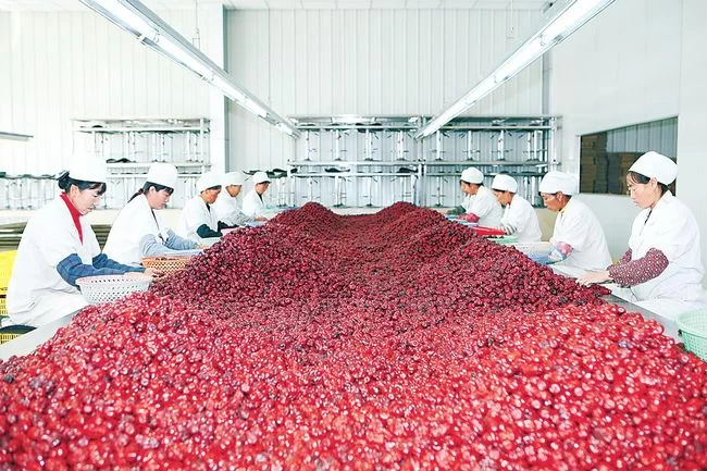 “农”墨重彩 大地生金——陕西榆林农业现代化水平全面提升(图4) “农”墨重彩 大地生金——陕西榆林农业现代化水平全面提升(图4)