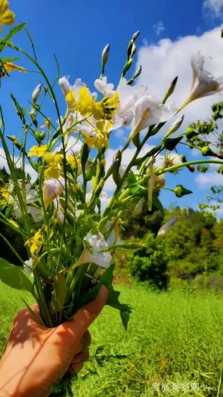 农家四月春正忙(图4)