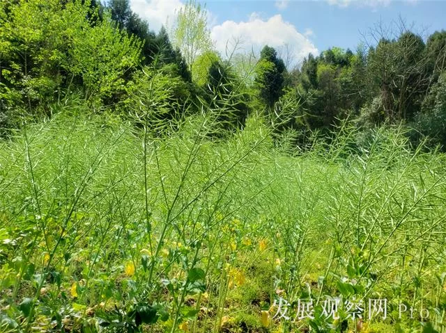 农家四月春正忙(图5)