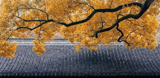 立秋不是秋,今秋尤不同(图5) 立秋不是秋,今秋尤不同(图5)