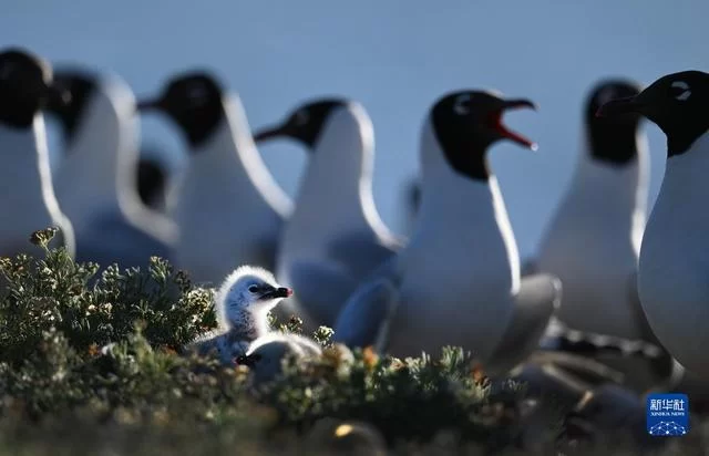 新华全媒+|榆林是个好地方(图5) 新华全媒+|榆林是个好地方(图5)