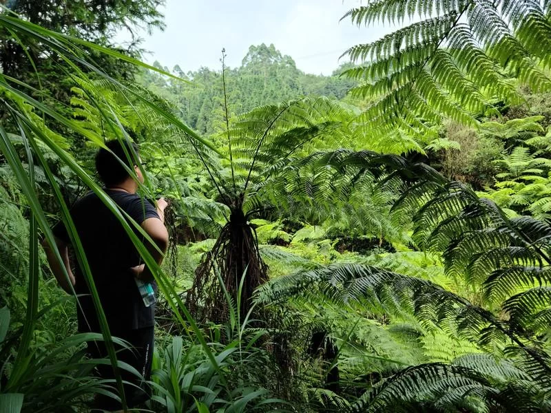 传承文化发展事业，“云中蜀山”领跑区域药茶研发(图3)