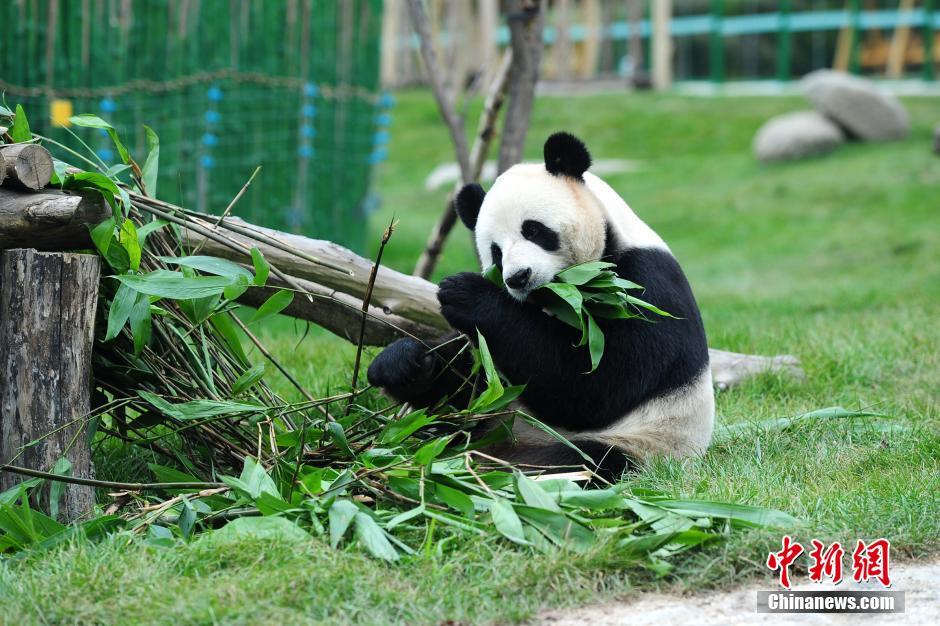 中国最北熊猫馆开馆 明星熊猫盼盼后代首次亮相