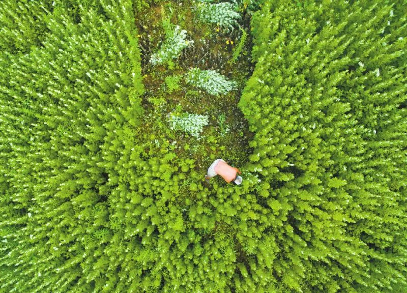 又闻端午艾草香 成都老人:辛苦一年只卖两天(图1) 又闻端午艾草香 成都老人:辛苦一年只卖两天(图1)