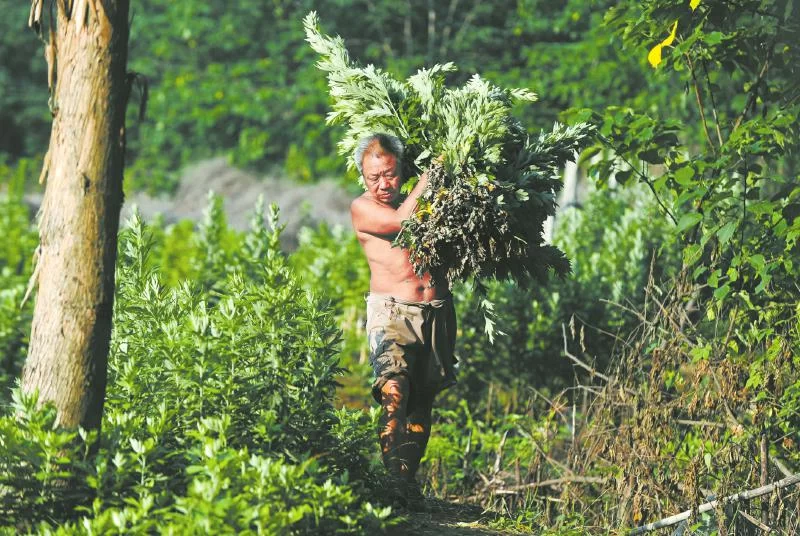 又闻端午艾草香 成都老人:辛苦一年只卖两天(图3) 又闻端午艾草香 成都老人:辛苦一年只卖两天(图3)