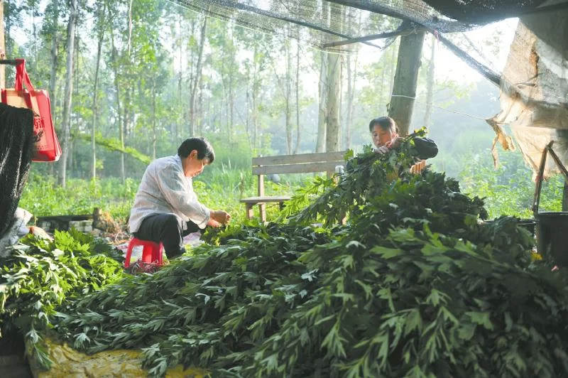 又闻端午艾草香 成都老人:辛苦一年只卖两天(图5) 又闻端午艾草香 成都老人:辛苦一年只卖两天(图5)