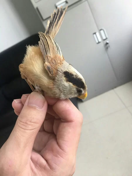 “鸟中熊猫”受伤 边防民警为其疗伤后放飞(图)(图1) “鸟中熊猫”受伤 边防民警为其疗伤后放飞(图)(图1)