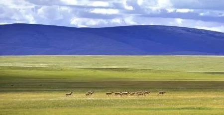 不愿迁徙的藏羚羊(图3) 不愿迁徙的藏羚羊(图3)