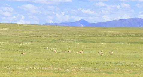 不愿迁徙的藏羚羊(图1) 不愿迁徙的藏羚羊(图1)