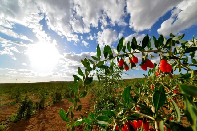 宁夏中卫：大漠尽披黄金甲 塞上江南唱新歌(图5)