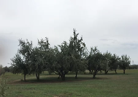 宁夏中卫：大漠尽披黄金甲 塞上江南唱新歌(图4)