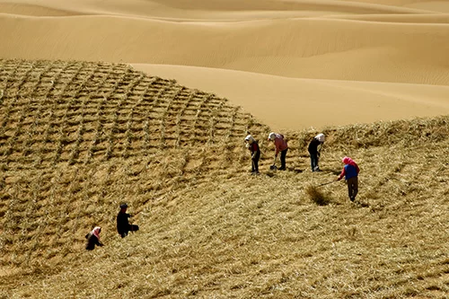 宁夏中卫：大漠尽披黄金甲 塞上江南唱新歌(图3)