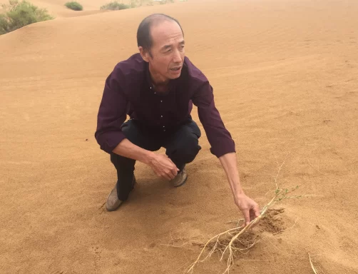 宁夏中卫：大漠尽披黄金甲 塞上江南唱新歌(图2)