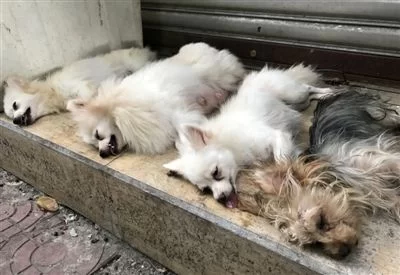 青白江花鸟市场现“割狗狗声带摊位” 涉嫌违规从事动物诊疗活动(图1) 青白江花鸟市场现“割狗狗声带摊位” 涉嫌违规从事动物诊疗活动(图1)