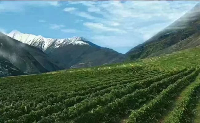 德国前总统武尔夫是如何喝上神沟九寨红的?(图4) 德国前总统武尔夫是如何喝上神沟九寨红的?(图4)