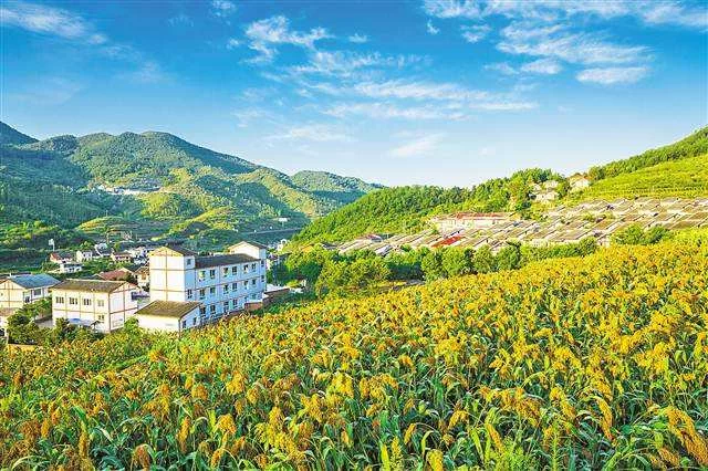 振兴乡村,“制度性供给”为何重要?(图1) 振兴乡村,“制度性供给”为何重要?(图1)