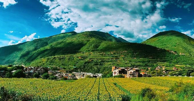 阿坝州的果果红了,你想吃汶川车厘子还是汶川甜樱桃?(图1) 阿坝州的果果红了,你想吃汶川车厘子还是汶川甜樱桃?(图1)