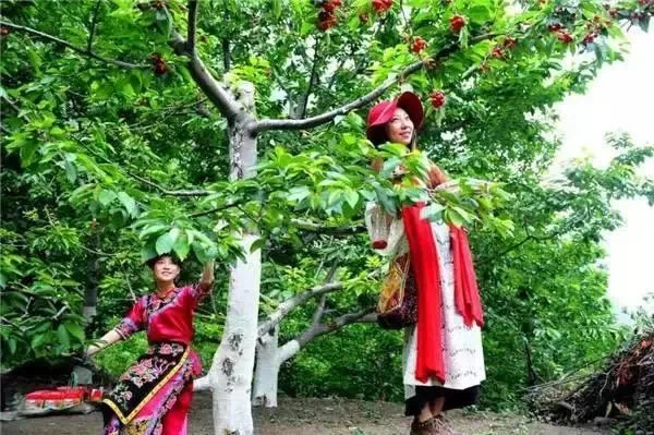 阿坝州的果果红了,你想吃汶川车厘子还是汶川甜樱桃?(图13) 阿坝州的果果红了,你想吃汶川车厘子还是汶川甜樱桃?(图13)