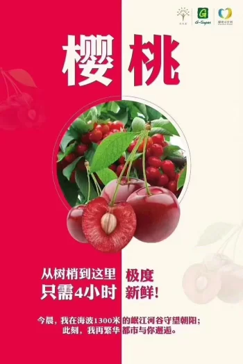 阿坝州的果果红了,你想吃汶川车厘子还是汶川甜樱桃?(图26) 阿坝州的果果红了,你想吃汶川车厘子还是汶川甜樱桃?(图26)