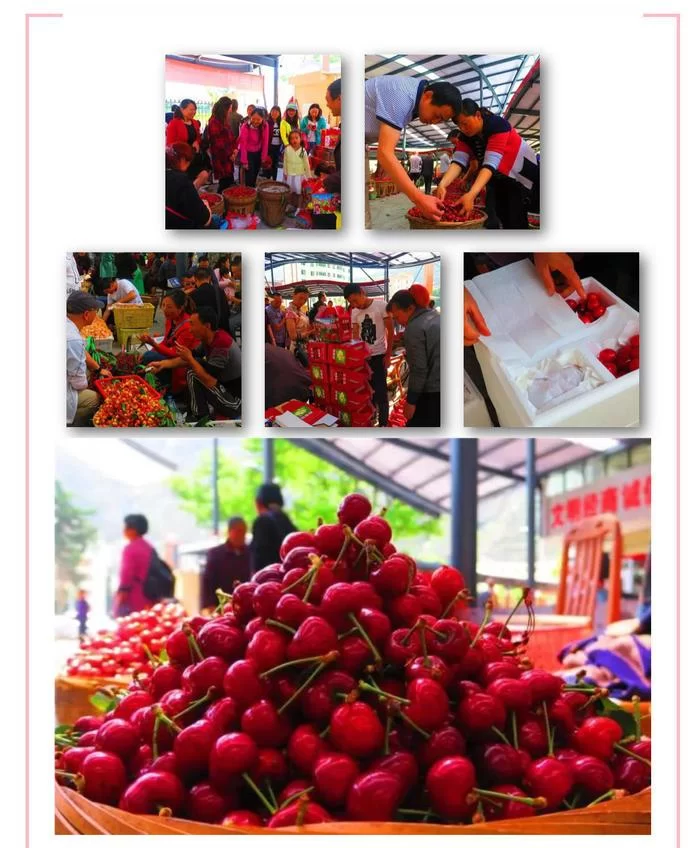 阿坝州的果果红了,你想吃汶川车厘子还是汶川甜樱桃?(图22) 阿坝州的果果红了,你想吃汶川车厘子还是汶川甜樱桃?(图22)