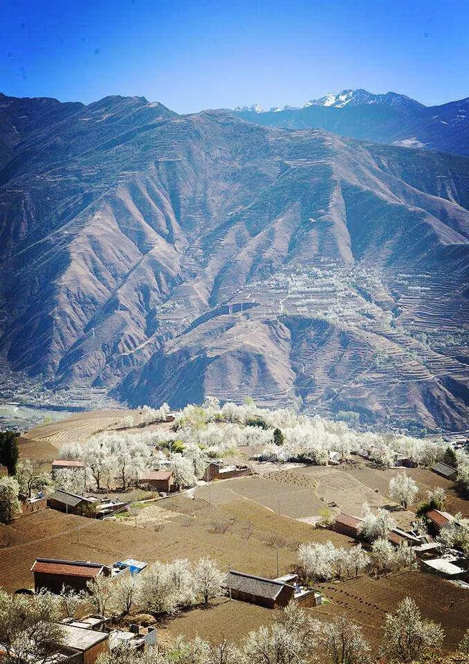 阿坝州的果果红了,你想吃汶川车厘子还是汶川甜樱桃?(图3) 阿坝州的果果红了,你想吃汶川车厘子还是汶川甜樱桃?(图3)