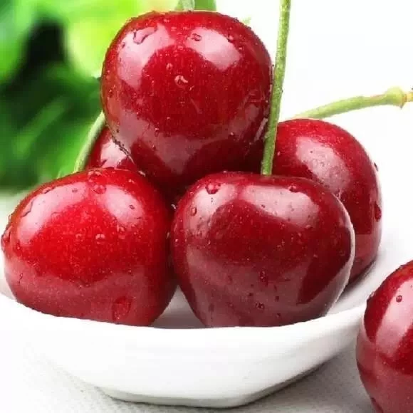 阿坝州的果果红了,你想吃汶川车厘子还是汶川甜樱桃?(图17) 阿坝州的果果红了,你想吃汶川车厘子还是汶川甜樱桃?(图17)