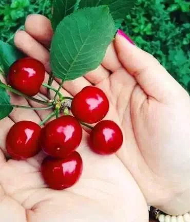 阿坝州的果果红了,你想吃汶川车厘子还是汶川甜樱桃?(图14) 阿坝州的果果红了,你想吃汶川车厘子还是汶川甜樱桃?(图14)