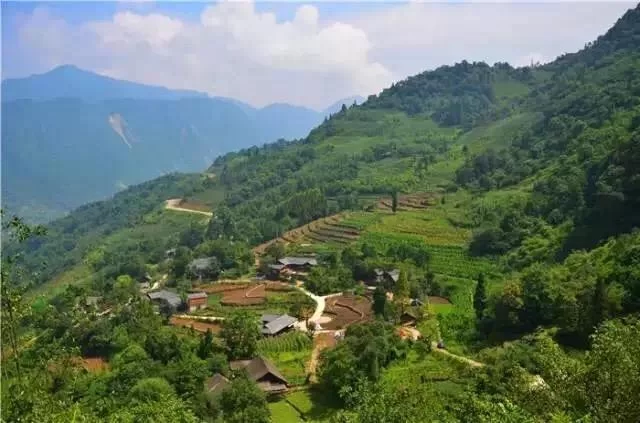 阿坝州的果果红了,你想吃汶川车厘子还是汶川甜樱桃?(图11) 阿坝州的果果红了,你想吃汶川车厘子还是汶川甜樱桃?(图11)