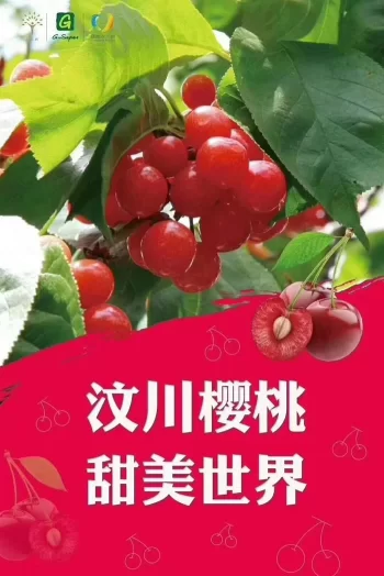 阿坝州的果果红了,你想吃汶川车厘子还是汶川甜樱桃?(图25) 阿坝州的果果红了,你想吃汶川车厘子还是汶川甜樱桃?(图25)