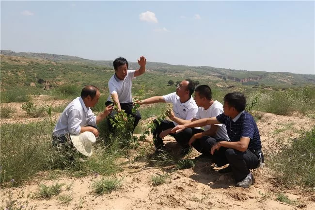 陕西榆阳张虎沟村:“林下养殖+特色种植”模式铺开脱贫致富路(图1) 陕西榆阳张虎沟村:“林下养殖+特色种植”模式铺开脱贫致富路(图1)