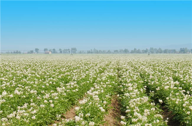 “小土豆”托起大产业——榆阳区入选首批国家农村产业融合发展示范园的背后(图5) “小土豆”托起大产业——榆阳区入选首批国家农村产业融合发展示范园的背后(图5)