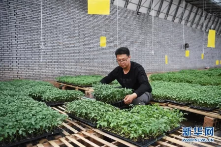 在绿色田野上书写青春答卷——几位“新农民”的返乡创业故事(图3) 在绿色田野上书写青春答卷——几位“新农民”的返乡创业故事(图3)