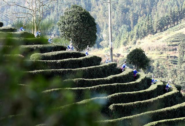 广西三江：茶乡茶园竞采茶(图1)