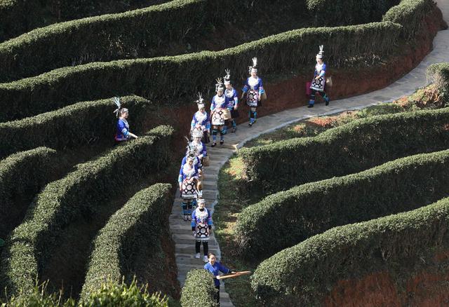 广西三江：茶乡茶园竞采茶(图2)