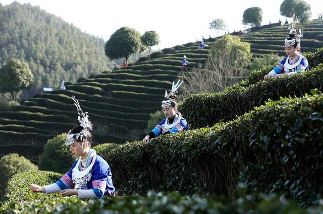 广西三江：茶乡茶园竞采茶(图4)