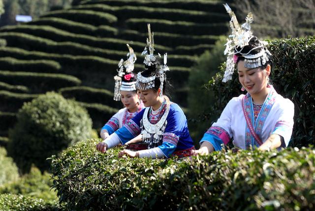 广西三江：茶乡茶园竞采茶(图3)