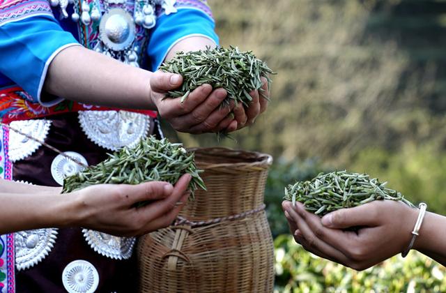 广西三江：茶乡茶园竞采茶(图5)