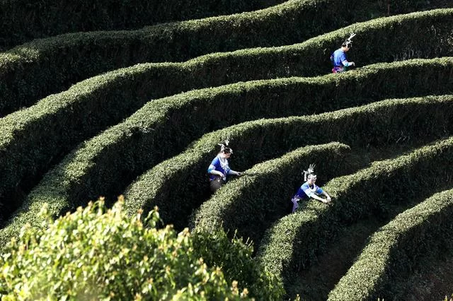 广西三江:茶乡茶园竞采茶(图6) 广西三江:茶乡茶园竞采茶(图6)