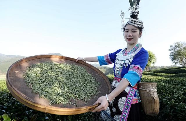 广西三江:茶乡茶园竞采茶(图7) 广西三江:茶乡茶园竞采茶(图7)