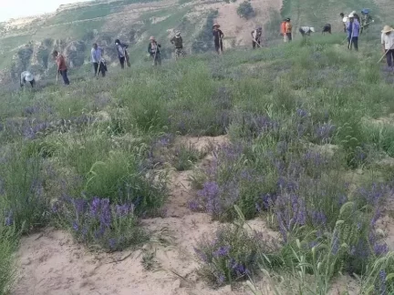 榆林横山:引进企业种药材 联农带农效益好(图3) 榆林横山:引进企业种药材 联农带农效益好(图3)