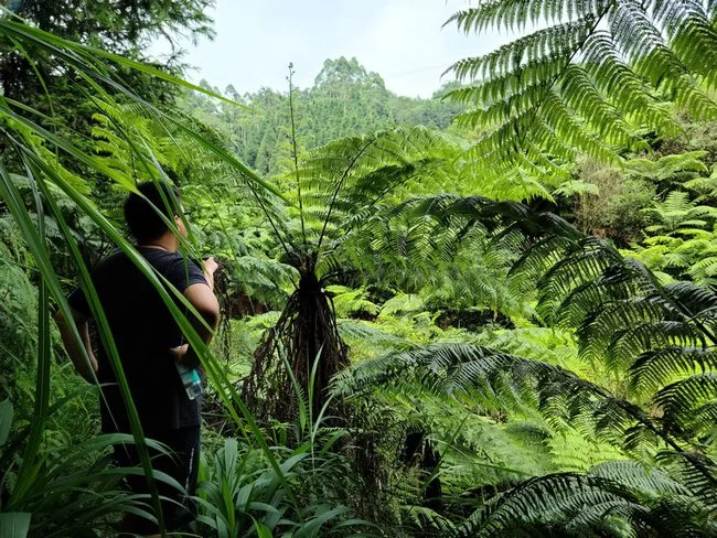 蜀山蜀地蜀文化,龙顺掌门浅谈以“蜀山遇仙”茶为引传承弘扬国医文化(图3) 三星耀华瓦屋仙——龙顺掌门智造“蜀山遇仙”传承弘扬中医药文化(图4)