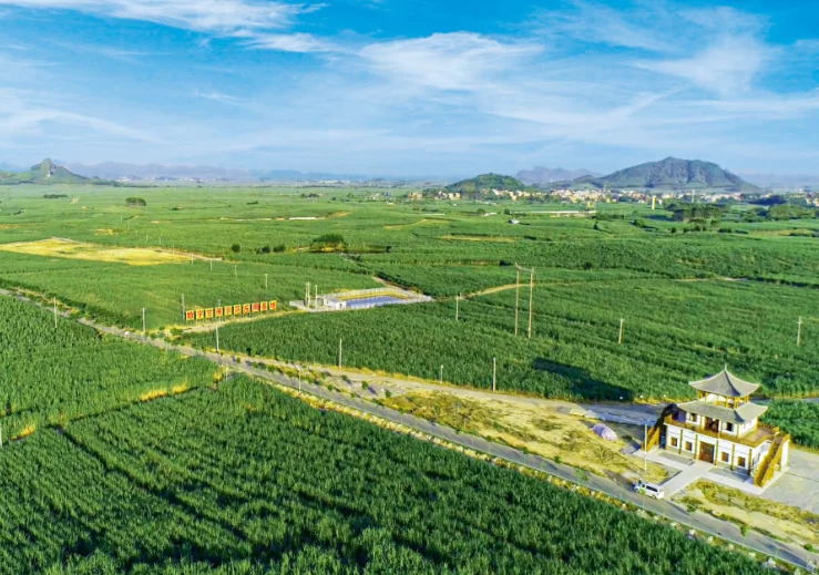 不负沃野,为了乡亲们的生活像甘蔗一样甜蜜