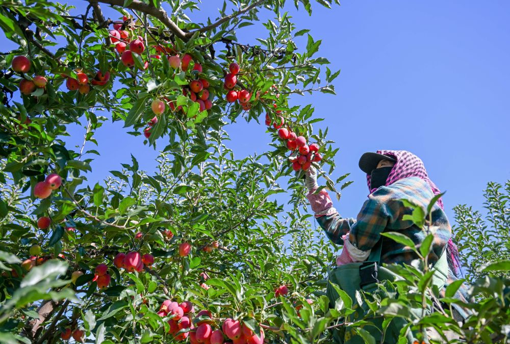 牢牢守住不发生规模性返贫致贫底线——西部脱贫地区“5年过渡期”一线观察(图3)
