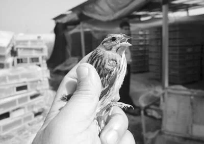 3.6万只“催肥”野鸟险上餐桌:吃药品化肥闷死(图1) 3.6万只“催肥”野鸟险上餐桌:吃药品化肥闷死(图1)